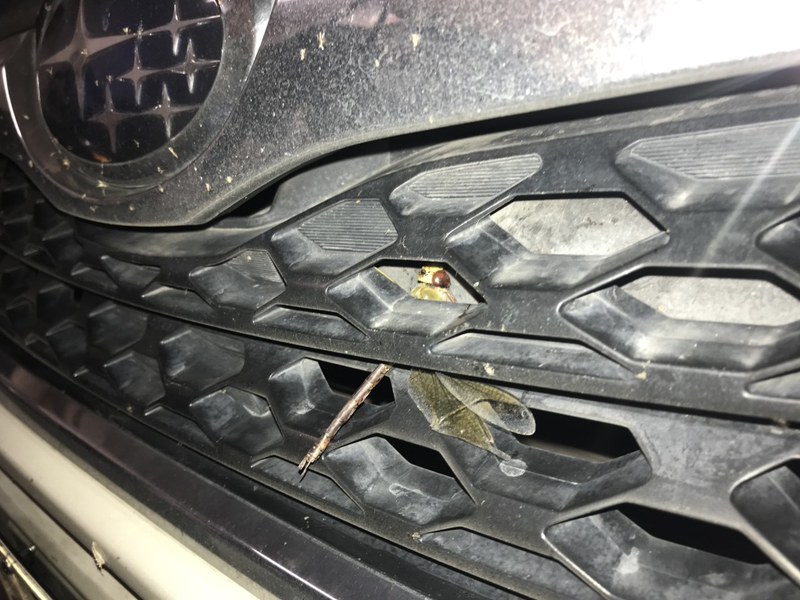 My Forester ate a dragonfly.